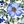 Floral White Blue