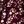 Maroon Cream Floral