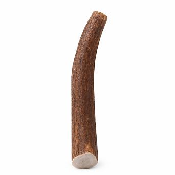 Whole Elk Antler for Dogs