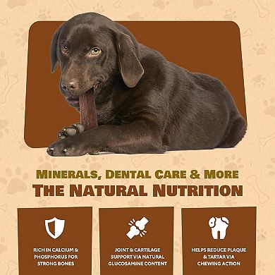 Whole Elk Antler for Dogs