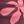 Burgundy Coral Floral