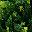 Green And Brown