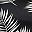 Black Palms