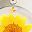 Silver Oct Marigold