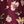 Maroon Nice Flowers