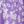 Purple Flower
