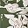 Green Floral