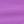 Purple Orchid