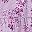 Purple Blossom