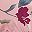 Pink Flower