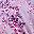 Purple Pink