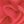 Deep Watermelon Red