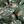 Olive Drab