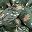 Olive Drab