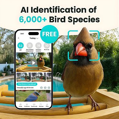 Birdfy Bamboo Solar-Powered Smart Bird Feeder with Camera