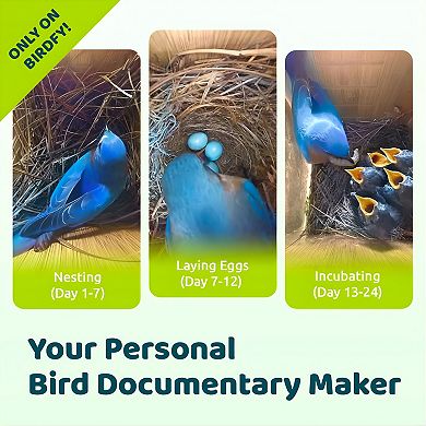 Birdfy Solar Powered Smart Bird House With Camera