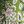 Multi Green Floral