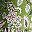 Multi Green Floral