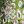 Multi Green Floral