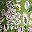 Multi Green Floral