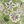 Multi Green Floral