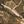 Brown Camo