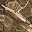 Brown Camo
