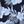 Tropical Floral Navy