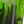 Black Green