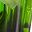 Black Green