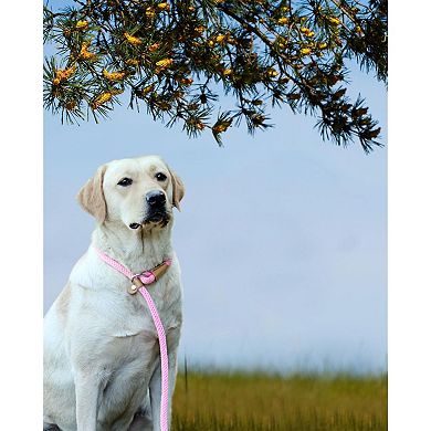 No Pull Slip Lead for Dogs