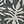 Tropical Leaf Green