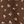 Brown Floral
