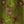 Vine Ditsy Print