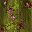 Vine Ditsy Print