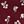 Burgundy Spaced Floral