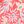 Sweet Coral Tropicana