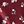 Burgundy Spaced Floral