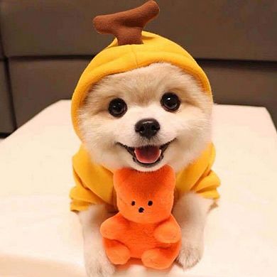 Super Cute Pet Clothing with A Fruit Theme, Available in Various Sizes to Fit Different Dog Breeds