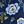Navy Paisley Bloom