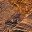 Rustic Brown