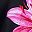 Pink Flower