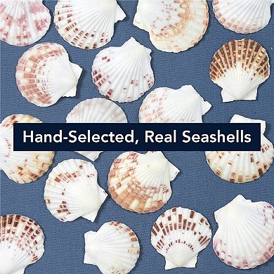 American Art Décor Seashell Shadowbox Wall Art Set of 2