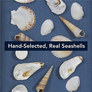 American Art Décor Mixed Seashell Shadowbox Wall Art Set of 2