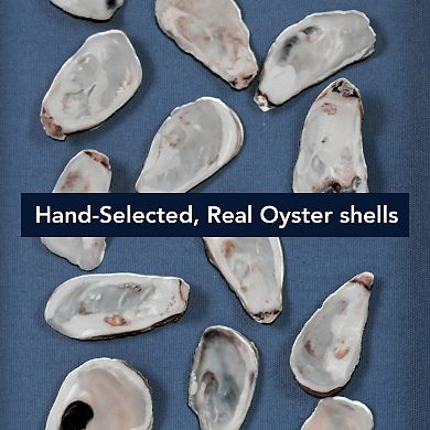 American Art Décor Oyster Seashell Shadowbox Wall Art Set of 2
