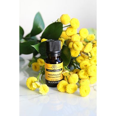 Plantlife Helichrysum Essential Oil - Aromatherapy