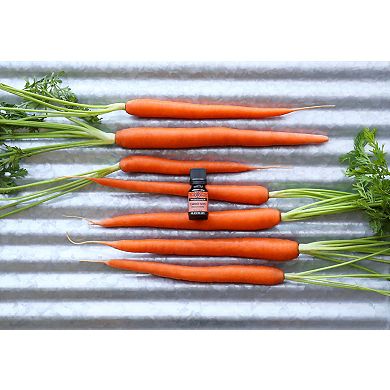 Plantlife Carrot Seed Essential Oil - Aromatherapy
