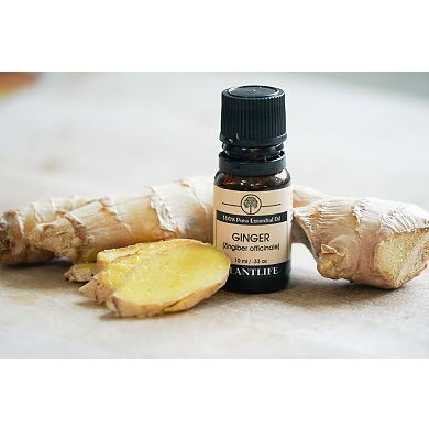 Plantlife Ginger Essential Oil - Aromatherapy