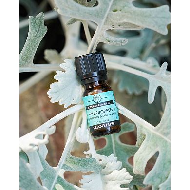 Plantlife Wintergreen Essential Oil - Aromatherapy