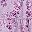 Purple Pink Flower